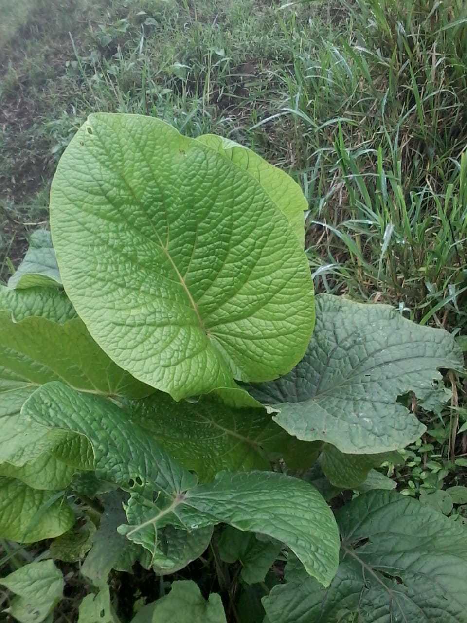 Piper auritum